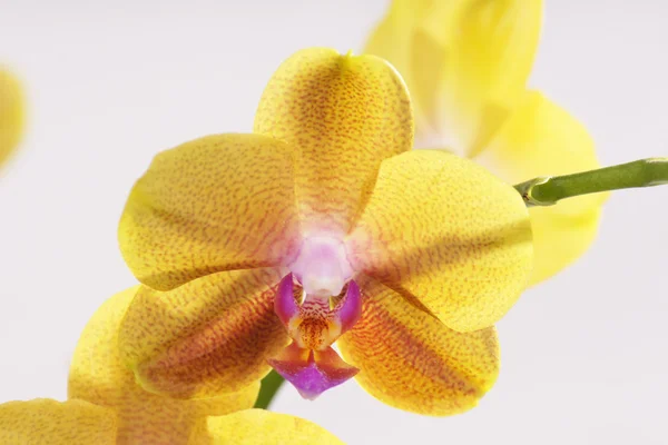 Orchidée, Orchidée — Photo