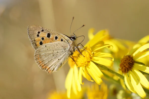 Petit Cuivre, Cuivre américain, Cuivre commun, Lycaena phlaeas — Photo