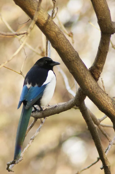 Eurasian Magpie, Magpie, Pica pica — Stock Photo, Image