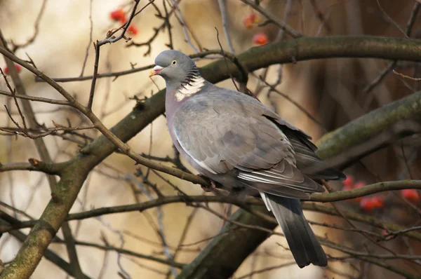 Pombo-de-madeira comum, Columba palumbus — Fotografia de Stock