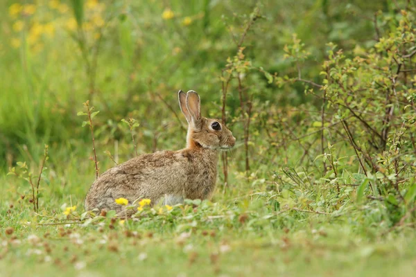 Králík divoký, společné králíka, zajíček, oryctolagus cuniculus — Stock fotografie