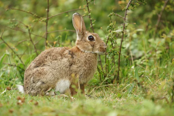 Avrupa tavşan, ortak tavşan, tavşan, dikkatli European — 스톡 사진