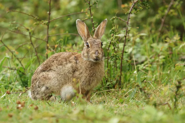 Coniglio europeo, Coniglio comune, Coniglio, Oryctolagus cuniculus — Foto Stock