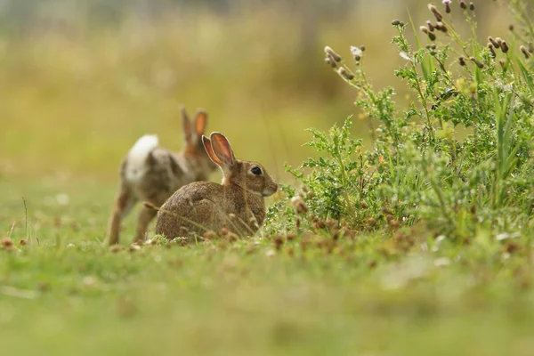 Европейский кролик, Общий кролик, Кролик, Oryctolagus cuniculus — стоковое фото