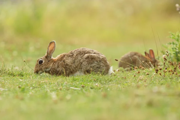 Европейский кролик, Общий кролик, Кролик, Oryctolagus cuniculus — стоковое фото