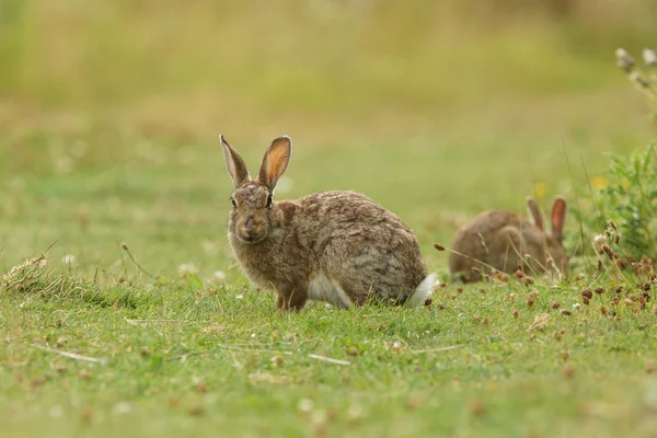 Coniglio europeo, Coniglio comune, Coniglio, Oryctolagus cuniculus — Foto Stock