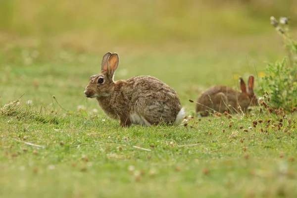 Европейский кролик, Общий кролик, Кролик, Oryctolagus cuniculus — стоковое фото