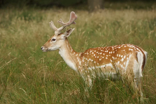 Fallow Deer, Dama dama — Stock Photo, Image