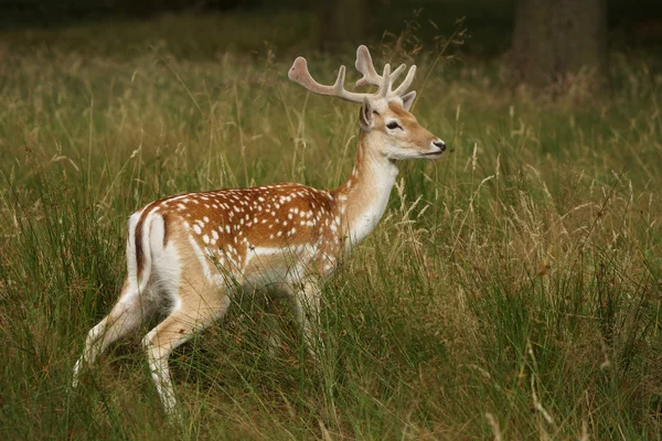 Fallow Deer, Dama dama — Stock Photo, Image