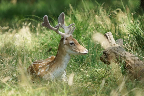 Fallow Deer, Dama dama — Stock Photo, Image