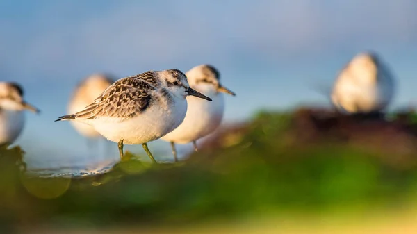 Sanderling Calidris Alba Ambiente Devon Inghilterra Europa — Foto Stock