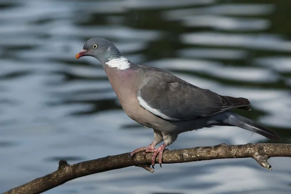 Gemeine Waldtaube, Columba palumbus — Stockfoto