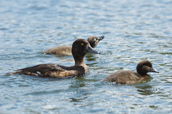 Tufted Duck, Aythya fuligula — Stock Photo, Image