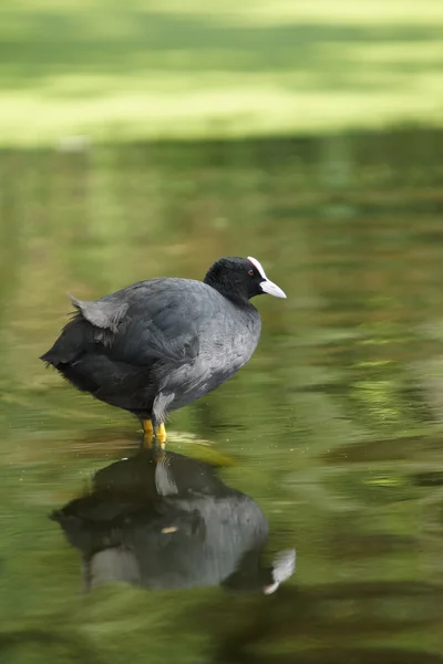 Eurasian coot, sothöna, fulica atra — Stockfoto