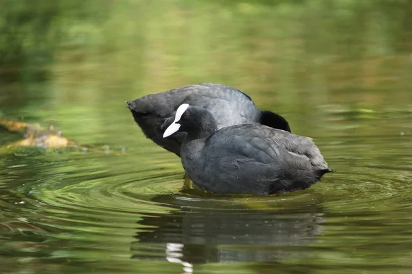 Eurasian coot, sothöna, fulica atra — Stockfoto