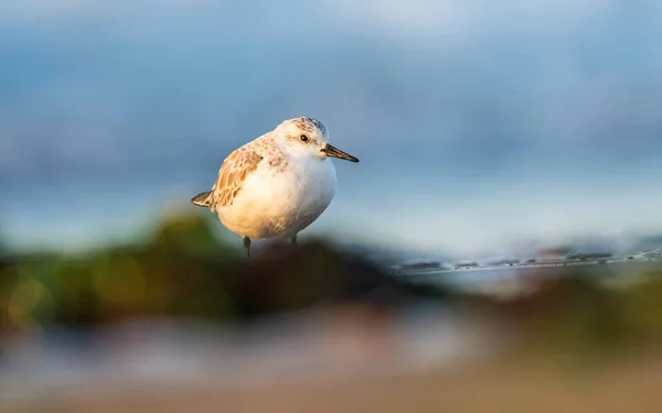 Sanderling Calidris Alba Het Milieu Devon Engeland Europa — Stockfoto