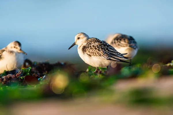 Sanderling Calidris Alba Het Milieu Devon Engeland Europa — Stockfoto