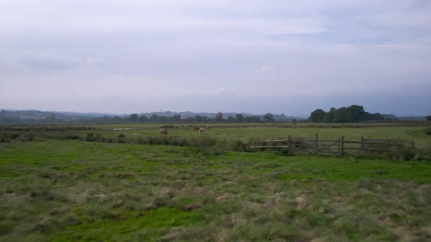 Bulls Rspb Exminster Powderham Marshes Drone Πλάνα Έξετερ Ντέβον Αγγλία — Αρχείο Βίντεο