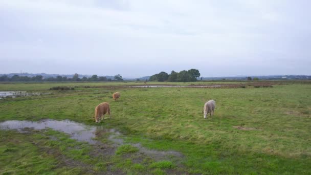 Bulls Rspb Exminster Powderham Marshes Drone Footage Exeter Devon Engeland — Stockvideo