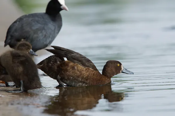 Canard touffu, Aythya fuligula — Photo