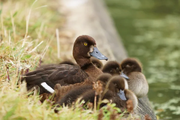 Tufted Duck, Aythya fuligula — Stock Photo, Image