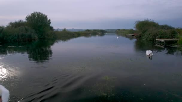 Cisnes Mudos Rio Exe Drone Topsham Exeter Devon Inglaterra Europa — Vídeo de Stock