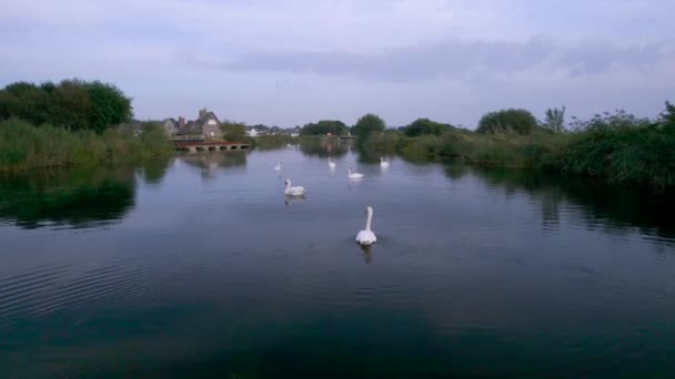 Cisnes Mudos Rio Exe Drone Topsham Exeter Devon Inglaterra Europa — Vídeo de Stock