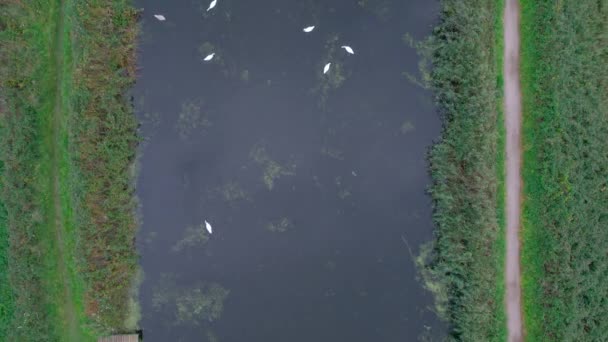 Cisnes Mudos Rio Exe Drone Topsham Exeter Devon Inglaterra Europa — Vídeo de Stock