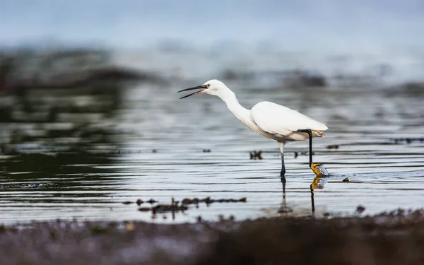 Lilla Egret Egretta Garzetta Miljö Vid Lågvatten — Stockfoto