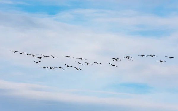 Canada Goose Branta Canadensis 하늘을 캐나다 기러기 — 스톡 사진