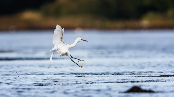 Lilla Egret Egretta Garzetta Miljö Vid Lågvatten — Stockfoto