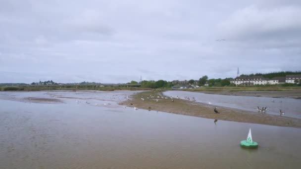 Kanada Kazları Nehir Teign Newton Abbot Devon Ngiltere — Stok video