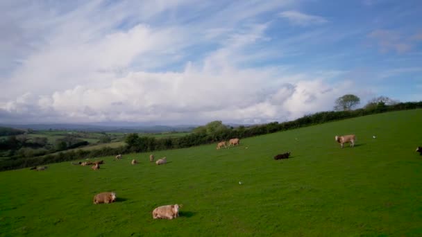 Cows Bulls Fields Från Drönare Torquay Devon England Europa — Stockvideo