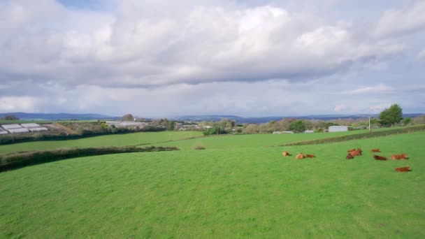 Cows Bulls Fields Från Drönare Torquay Devon England Europa — Stockvideo