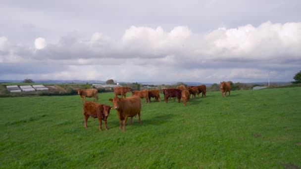 Vacas Toros Los Campos Dron Torquay Devon Inglaterra Europa — Vídeos de Stock