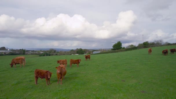 Коровы Быки Полях Беспилотника Торки Девон Англия Европа — стоковое видео