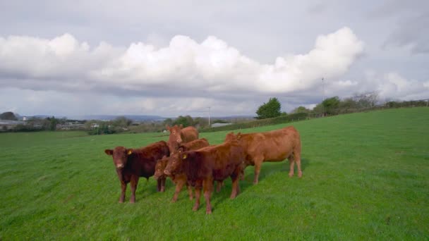 Mucche Tori Campi Drone Torquay Devon Inghilterra Europa — Video Stock