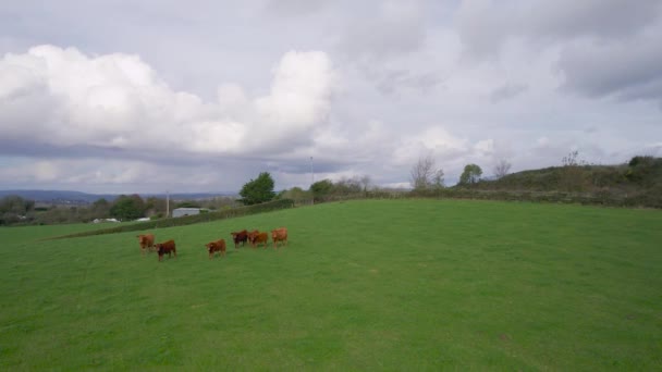 Vacas Toros Los Campos Dron Torquay Devon Inglaterra Europa — Vídeos de Stock
