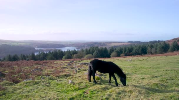 Άγρια Άλογα Και Πεδία Πάνω Sharpitor Στο Εθνικό Πάρκο Dartmoor — Αρχείο Βίντεο