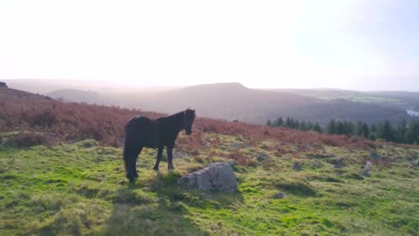 Dzikie Konie Pola Nad Sharpitor Parku Narodowym Dartmoor Devon Anglia — Wideo stockowe