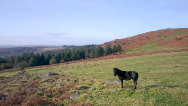Kuda Liar Dan Ladang Atas Sharpitor Taman Nasional Dartmoor Devon — Stok Video