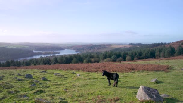 Vilda Hästar Och Åkrar Över Sharpitor Dartmoor National Park Devon — Stockvideo