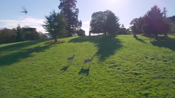 European Fallow Deer Powderham Castle Dan Park Dari Drone Autumn — Stok Video