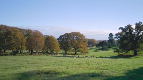 Ciervo Europeo Powderham Castle Park Dron Autumn Colors Exeter Devon — Vídeos de Stock