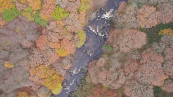 Вид Сверху Вниз Реку Дарт Лес Дрона Осенних Цветах Дартмур — стоковое видео