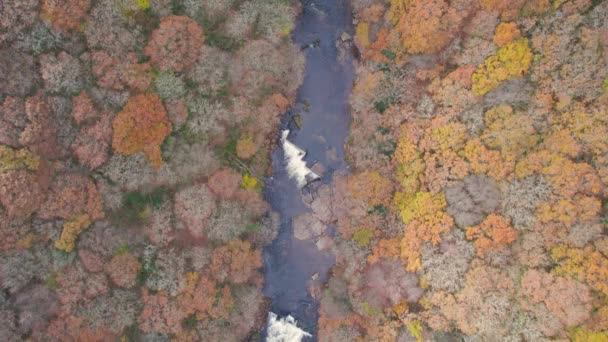 Top Widok Rzekę Darta Las Drona Jesiennych Kolorach Dartmoor Park — Wideo stockowe