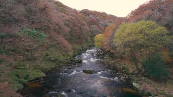 Autumn Colours River Dart Drone Dartmoor Park Devon Inglaterra Europa — Vídeos de Stock