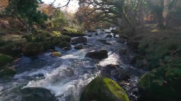 Höstfärger Dartmoor Park Floden — Stockvideo