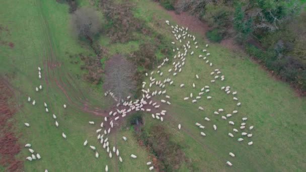 Owce Pastwisku Kingwear Devon Anglia — Wideo stockowe