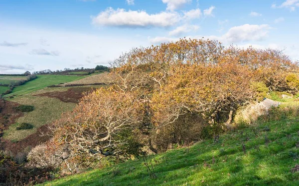 Meadows Autumn Colors Farmlands Kingswear Brixham Devon England Europe — Stock Photo, Image